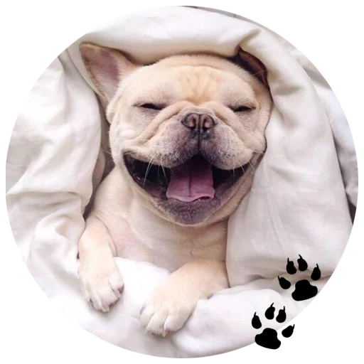 bulldog, bulldog, bulldog britânico, bulldog de cachorro sorridente, bulldog francês é fofo