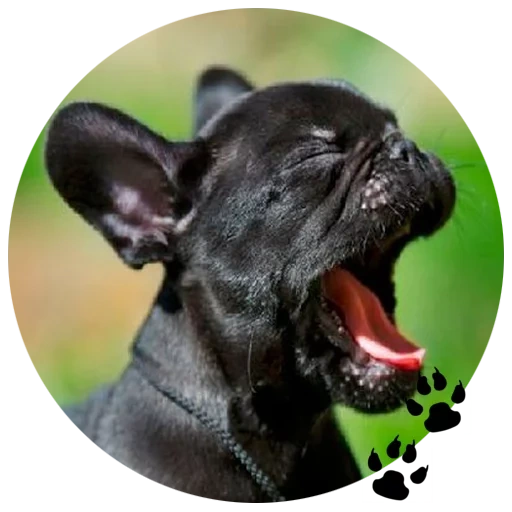 französische bulldogge, französischer bulldoggenhund, die rasse ist französische bulldogge, french bulldog male