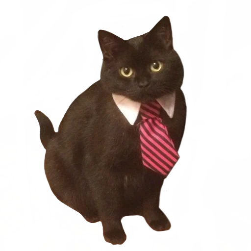 die katze, the cat boss, business cat, katze mit krawatte, krawatte mit seehund