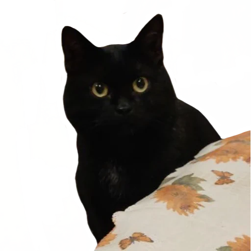 gatto, gatto, gatto nero, gatto nero, black cat thomas
