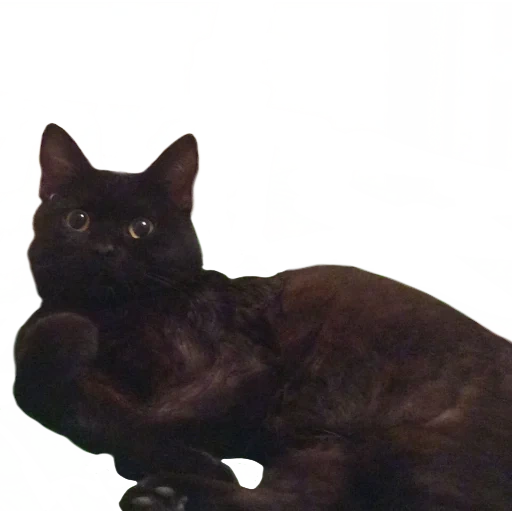 кошка, бомбейская кошка, бурманская кошка, порода кошек гавана браун, британская короткошёрстная кошка