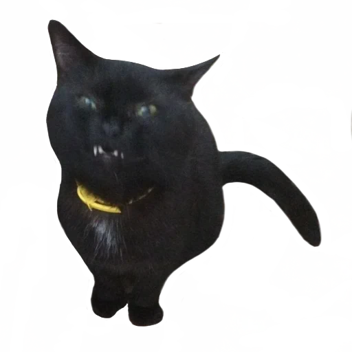 kucing hitam, kucing hitam, earl mryakula cat, vampir kucing hitam, dekorasi kucing mini