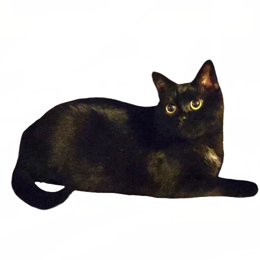gatto, gatto nero, bombay cat, razza di bombay, bombay cat razza