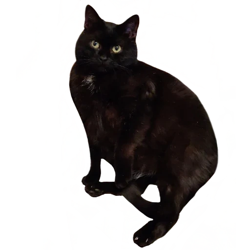 кошка, кот черный, чёрная кошка, бомбейская кошка, порода бомбейская кошка