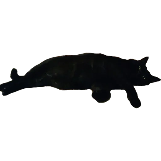 gato, silueta de pike, silueta de esperma, vector de ballena gris, el gato es una silueta