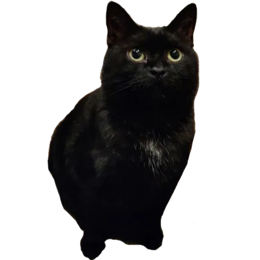the cat is black, black cat, the cat is black, bombay cat, black smooth haired cat