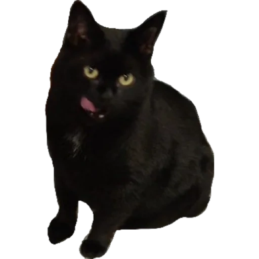 gato negro, gato negro, gato negro, gato de bombay, bombay breed of gats