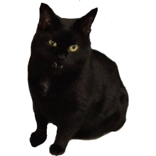 the black cat, the black cat, the black cat, die katze von bombay, die katze von bombay