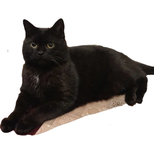 cats, le chat noir, chat anglais noir, rayures écossaises noires, chat anglais noir