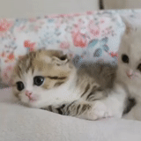 cute kittens, cute cats, a small cat, charming kittens, little kitten 2020