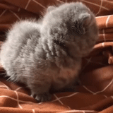fluffy, the kitten is gray, animal cats, cat animal, scottish cat