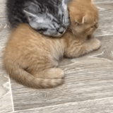 cat, cat, cat kitten, the cat calls kittens, gray redhead kitten
