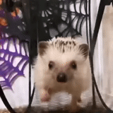 hedgehog, o ouriço é muito fofo, hedgehog, hedgehog, hedgehog sorridente