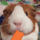 guinea pig, talking hamster toy, fixed price hamster toy, domestic guinea pig, a talking hamster
