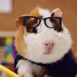 buzz's mumps, guinea pig, quinn's guinea pig, guinea pigs with glasses