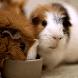 guinea pig, lovely guinea pig, guinea pig slimming, guinea pig cub, domestic guinea pig