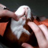 animals, chewing hamster, animals are cute, dangerous guinea pigs, guinea pig cheilitis