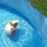 kolam anjing, berenang di kolam renang, binatang itu konyol, berenang babi guinea, bisakah marmut berenang