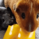 pig application, guinea pig, guinea pig asmr, crest guinea pig, guinea pig english selfie