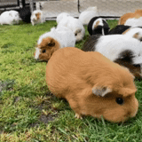 babi guinea, big guinea pig, babi guinea domestik, kelinci percobaan, hewan pengerat peru guinea pig