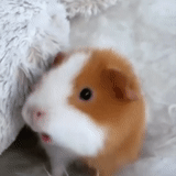 guinea pig, lovely guinea pig, guinea pigs are cute, guinea pig boobs, domestic guinea pig