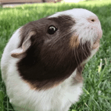 guinea pig, guinea pig, domestic guinea pig, guinea pig california, dutch guinea pig