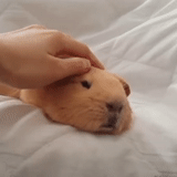 babi guinea, selfie guinea pig, pelangsing guinea pig, selfie bahasa inggris babi guinea, marmut selfie amerika