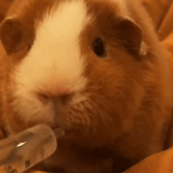 guinea pig, guinea pig diet, guinea pig girl, domestic guinea pig, very cute guinea pig