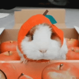 animals are cute, guinea pig, funny hamster, guinea pig chewing, guinea pig carrot