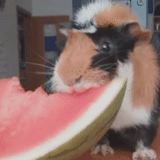 gli animali sono carini, cavia, guinea domestica, guinea pig eats watermelon, verdure frutta di cavie