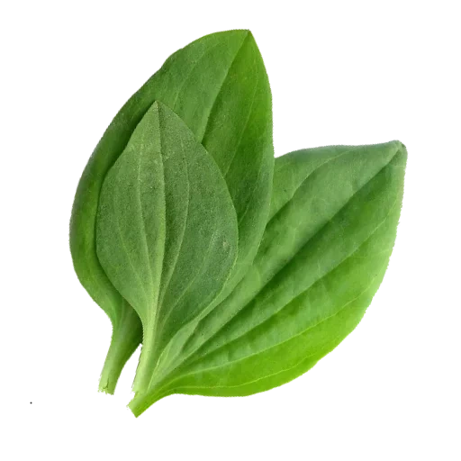 plantain, plantain leaf, plantain leaf