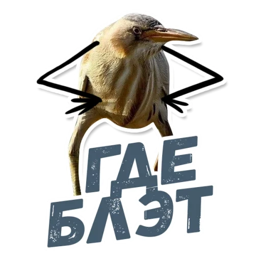 quindi blalato, quindi il blalato è un uccello, kiwi bird blalate, quindi blaie senza iscrizione, blat blet senza iscrizione