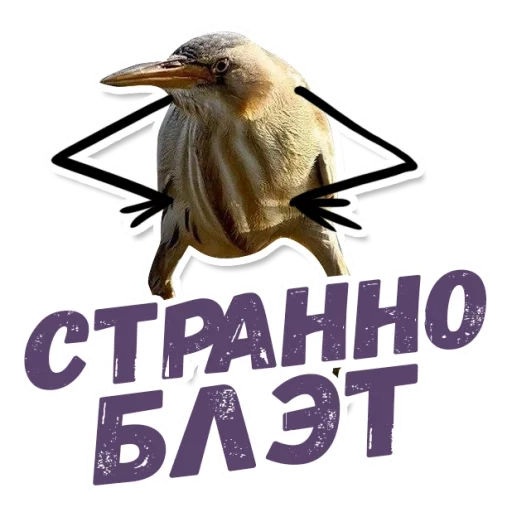 quindi blalato, blet bilt, quindi il blalato è un uccello, kiwi bird blalate