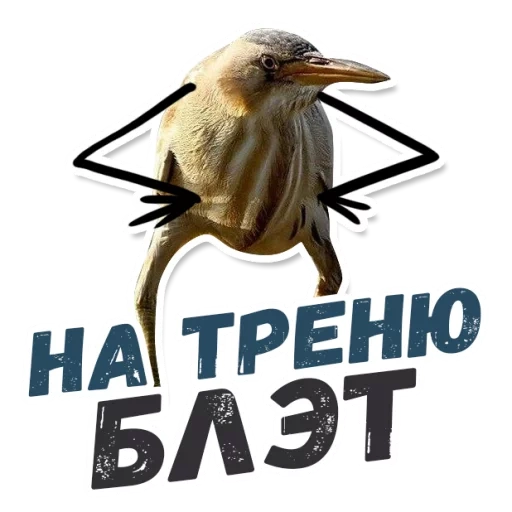 quindi blalato, quindi il blalato è un uccello, kiwi bird blalate, blat blet senza iscrizione