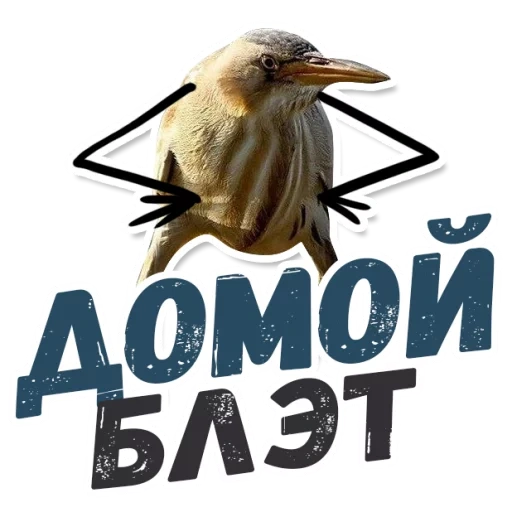 quindi blalato, blet bilt, quindi il blalato è un uccello, kiwi bird blalate