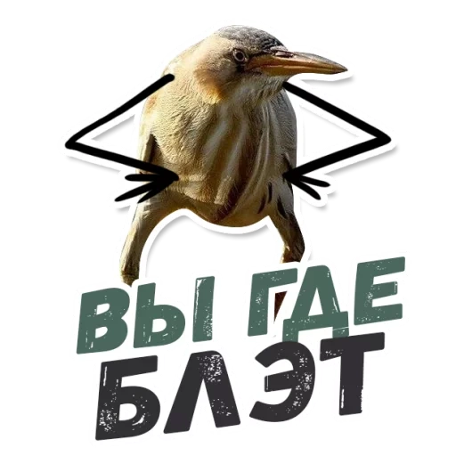 so brett, so bright bird, tekblatt bird, kiwifruit bird black