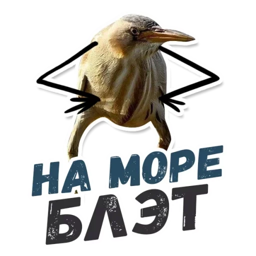 blate, so blate, so blate meme, kiwi bird blate