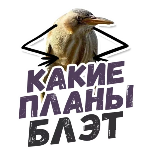 tellement blâmé, blet bilt, si chéris est un oiseau, kiwi bird blate