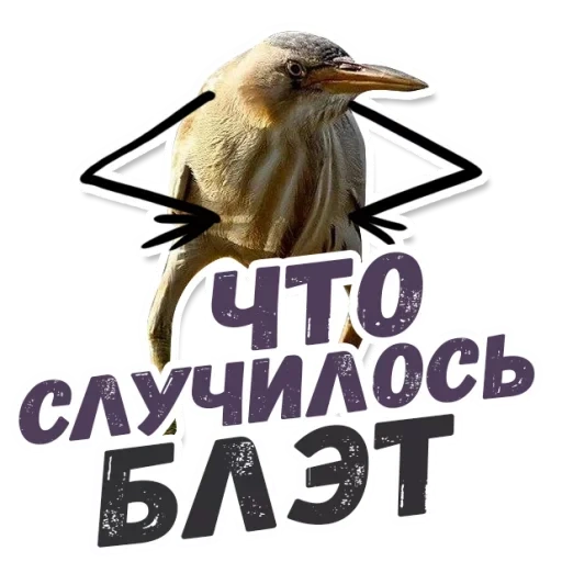 quindi blalato, quindi meme blalato, quindi il blalato è un uccello, kiwi bird blalate