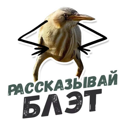 blasso, quindi blalato, quindi il blalato è un uccello, kiwi bird blalate