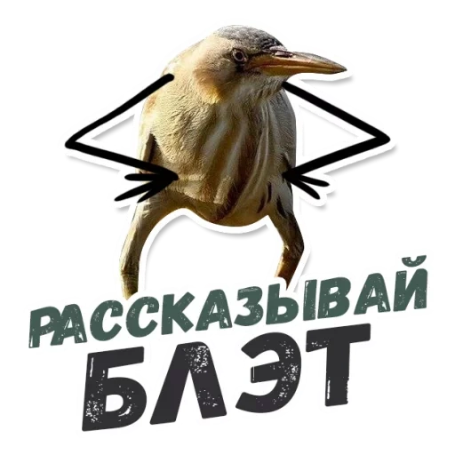 se blottir, tellement blâmé, si chéris est un oiseau, kiwi bird blate