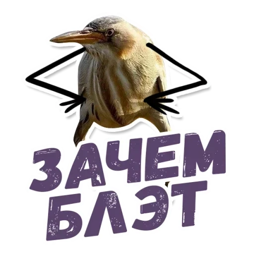 quindi blalato, uccello blalato, quindi il blalato è un uccello, kiwi bird blalate