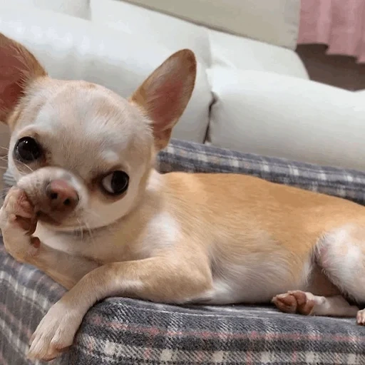 chihuahua, chihuahua welpen, der chihuahua hund, die chihuahua-rasse, chihuahua mit kurzen haaren