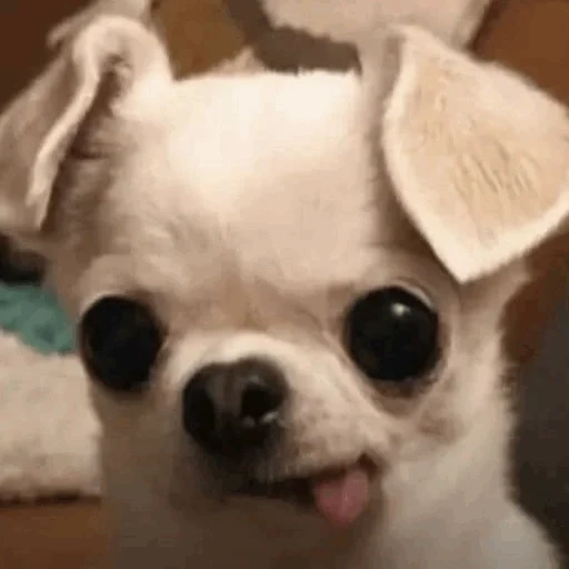 chihuahua, anak anjing chihuahua, snotlout chihuahua, anjing chihuahua, varietas chihuahua