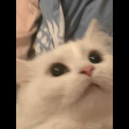 gato, gato, gatos, um gato gritando, meow blanco de cat memic