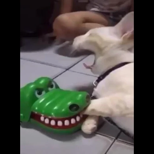 método, o restante, crocodilo de gato, o cachorro é engraçado, os animais são engraçados