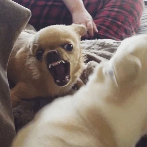 chiens, angry dog, le chien a aboyé, le chihuahua maléfique, attaque chihuahua