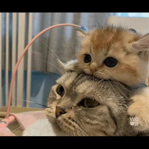 gatto, i gatti, cane di mare, un bel sigillo, gattini affascinanti