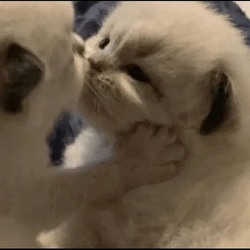 kitty, cat, cute cats, cat kitten, charming kittens