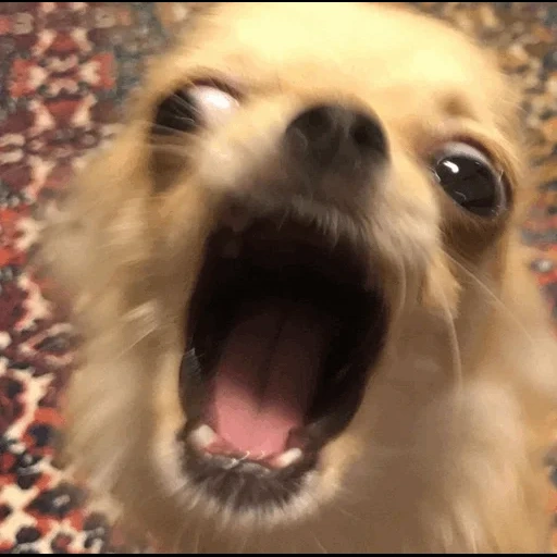 chihuahua meme, chihuahua schnauze, der schreiende hund, stinkender chihuahua, das lächelnde gesicht des hundes